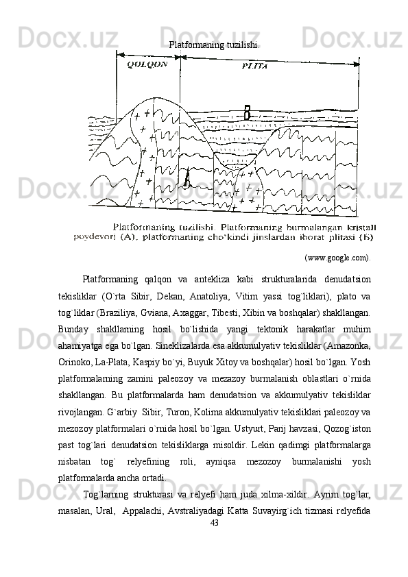 Platformaning tuzilishi.
(www.google.com).
Platformaning   qalqon   va   antekliza   kabi   strukturalarida   denudatsion
tekisliklar   (O`rta   Sibir,   Dekan,   Anatoliya,   Vitim   yassi   tog`liklari),   plato   va
tog`liklar (Braziliya, Gviana, Axaggar, Tibesti, Xibin va boshqalar) shakllangan.
Bunday   shakllarning   hosil   bo`lishida   yangi   tektonik   harakatlar   muhim
ahamiyatga ega bo`lgan. Sineklizalarda esa akkumulyativ tekisliklar (Amazonka,
Orinoko, La-Plata, Kaspiy bo`yi, Buyuk Xitoy va boshqalar) hosil bo`lgan. Yosh
platformalarning   zamini   paleozoy   va   mezazoy   burmalanish   oblastlari   o`rnida
shakllangan.   Bu   platformalarda   ham   denudatsion   va   akkumulyativ   tekisliklar
rivojlangan. G`arbiy  Sibir, Turon, Kolima akkumulyativ tekisliklari paleozoy va
mezozoy platformalari o`rnida hosil bo`lgan. Ustyurt, Parij havzasi, Qozog`iston
past   tog`lari   denudatsion   tekisliklarga   misoldir.   Lekin   qadimgi   platformalarga
nisbatan   tog`   relyefining   roli,   ayniqsa   mezozoy   burmalanishi   yosh
platformalarda ancha ortadi. 
Tog`larning   strukturasi   va   relyefi   ham   juda   xilma-xildir.   Ayrim   tog`lar,
masalan,   Ural,     Appalachi,   Avstraliyadagi   Katta   Suvayirg`ich   tizmasi   relyefida
43 