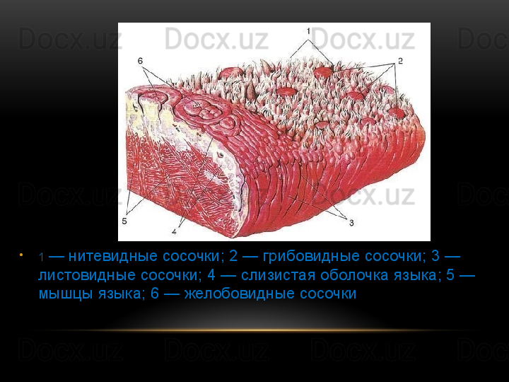 •
1  — нитевидные сосочки; 2 — грибовидные сосочки; 3 — 
листовидные сосочки; 4 — слизистая оболочка языка; 5 — 
мышцы языка; 6 — желобовидные сосочки  