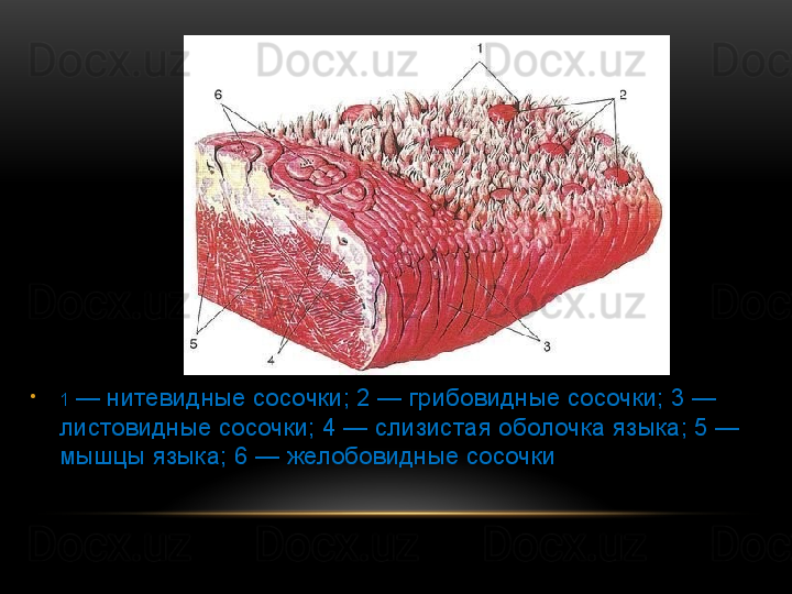 •
1  — нитевидные сосочки; 2 — грибовидные сосочки; 3 — 
листовидные сосочки; 4 — слизистая оболочка языка; 5 — 
мышцы языка; 6 — желобовидные сосочки