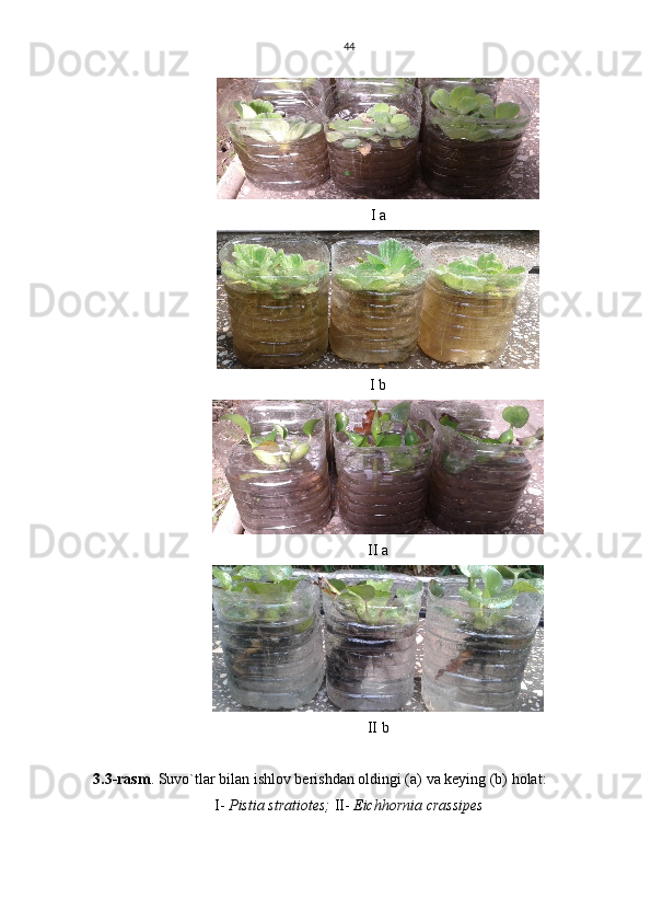 44
I a
I b
II a
II b
3.3-rasm . Suvo`tlar bilan ishlov berishdan oldingi (a) va keying (b) holat:
I-  Pistia stratiotes;  II-  Eichhornia crassipes