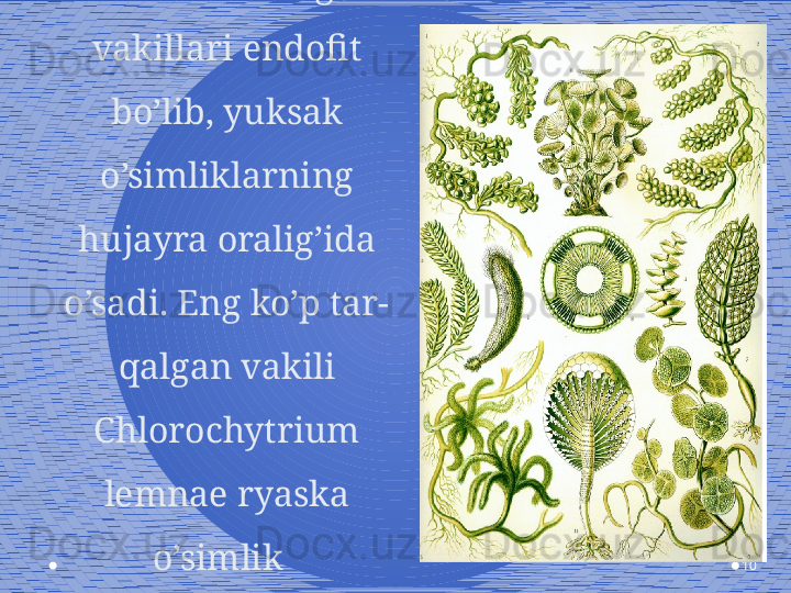 10Xloroxitrium 
turkumining 
vakillari endofit 
bo’lib, yuksak 
o’simliklarning 
hujayra oralig’ida 
o’sadi. Eng ko’p tar-
qalgan vakili 
Chlorochytrium 
lemnae ryaska 
o’simlik   