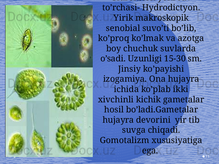 11Gidroksion yoki suv 
to’rchasi- Hydrodictyon.
Yirik makroskopik 
senobial suvo’ti bo’lib, 
ko’proq ko’lmak va azotga 
boy chuchuk suvlarda 
o’sadi. Uzunligi 15-30 sm. 
Jinsiy ko’payishi 
izogamiya. Ona hujayra 
ichida ko’plab ikki 
xivchinli kichik gametalar 
hosil bo’ladi.Gametalar 
hujayra devorini  yir tib 
suvga chiqadi. 
Gomotalizm xususiyatiga 
ega.  