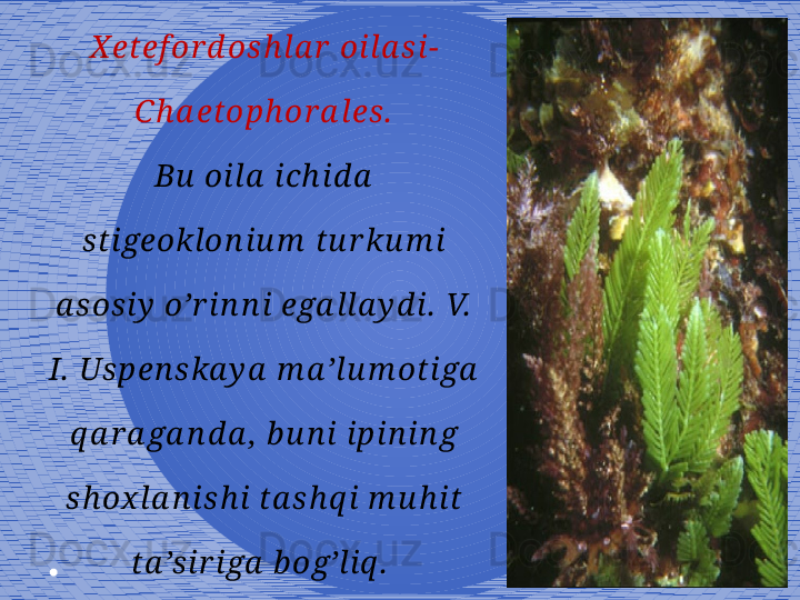 12X etef or d osh la r  oila si-
Ch a etoph or a les.
Bu  oila  ich id a  
stigeoklon iu m  tu r ku m i 
a sosiy  o’r in n i ega lla y d i.  V.  
I.  Uspen ska y a  m a ’lu m otiga  
q a r a ga n d a ,  b u n i ipin in g 
sh ox la n ish i ta sh q i m u h it 
ta ’sir iga  b og’liq .   