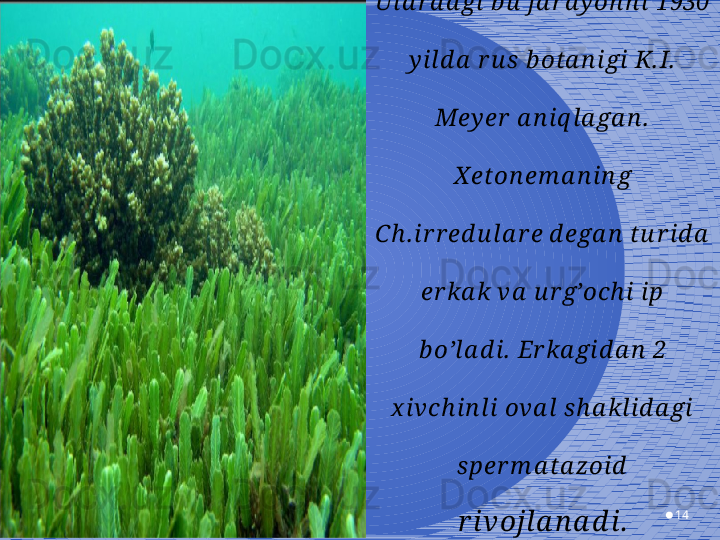 14X eton em a n in g jin si y  
ko’pa y is h i ooga m iy a .  
Ula r d a gi b u  ja r a y on n i 1930 
y ild a  r u s  b ota n igi K. I.  
Mey er  a n iq la ga n .  
X eton em a n in g 
Ch . ir r ed u la r e d ega n  tu r id a  
er ka k va  u r g’och i  ip 
b o’la d i.  Er ka gid a n  2 
x ivch in li ova l s h a kl id a gi  
sper m a ta zoid  
r ivojla n a d i . 