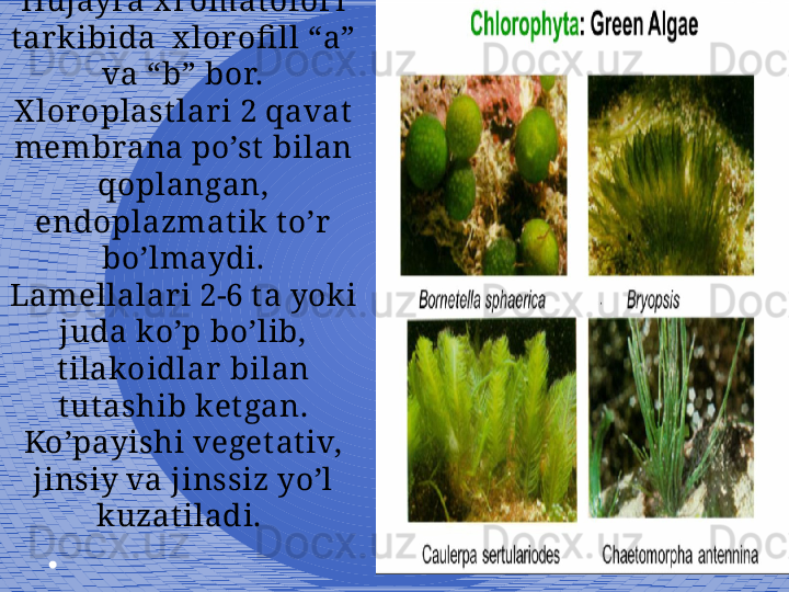 2Hujayra x romatofori 
tar kibida  x lor ofi ll “a” 
va “b” bor. 
X loroplast lar i 2 qavat 
membrana po’st  bilan 
qoplangan, 
endoplazmat ik t o’r 
bo’lmaydi. 
Lamellalari 2-6 ta yoki 
juda ko’p bo’lib, 
t ilakoidlar bilan 
t utashib ket gan. 
Ko’payishi veget ativ, 
jinsiy va jinssiz yo’l 
kuzat iladi.  