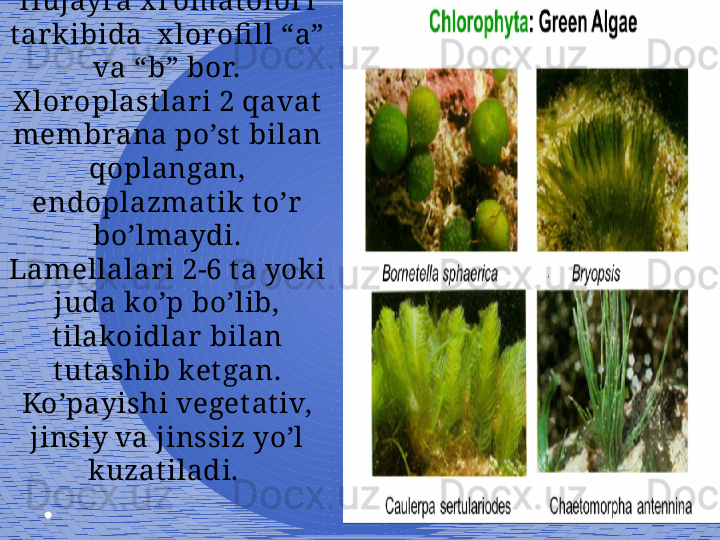 2Hujayra x romatofori 
tar kibida  x lor ofi ll “a” 
va “b” bor. 
X loroplast lar i 2 qavat 
membrana po’st  bilan 
qoplangan, 
endoplazmat ik t o’r 
bo’lmaydi. 
Lamellalari 2-6 ta yoki 
juda ko’p bo’lib, 
t ilakoidlar bilan 
t utashib ket gan. 
Ko’payishi veget ativ, 
jinsiy va jinssiz yo’l 
kuzat iladi.