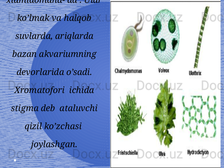 4Volvokslar tartibining 
tipik vakili 
xlamidomana- da . Ular 
ko’lmak va halqob 
suvlarda, ariqlarda 
bazan akvariumning 
devorlarida o’sadi. 
Xromatofori  ichida 
stigma deb  ataluvchi 
qizil ko’zchasi  
joylashgan. 