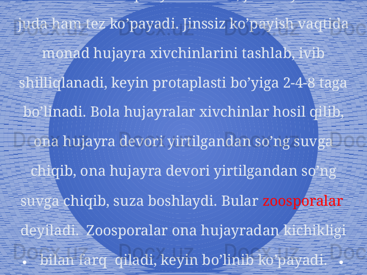 Xlamidomanada qulay sharoitda, jinssiz yo’l bilan 
juda ham tez ko’payadi. Jinssiz ko’payish vaqtida 
monad hujayra xivchinlarini tashlab, ivib 
shilliqlanadi, keyin protaplasti bo’yiga 2-4-8 taga 
bo’linadi. Bola hujayralar xivchinlar hosil qilib, 
ona hujayra devori yirtilgandan so’ng suvga 
chiqib, ona hujayra devori yirtilgandan so’ng 
suvga chiqib, suza boshlaydi. Bular  zoosporalar  
deyiladi.  Zoosporalar ona hujayradan kichikligi 
bilan farq  qiladi, keyin bo’linib ko’payadi. 