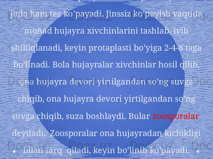 Xlamidomanada qulay sharoitda, jinssiz yo’l bilan 
juda ham tez ko’payadi. Jinssiz ko’payish vaqtida 
monad hujayra xivchinlarini tashlab, ivib 
shilliqlanadi, keyin protaplasti bo’yiga 2-4-8 taga 
bo’linadi. Bola hujayralar xivchinlar hosil qilib, 
ona hujayra devori yirtilgandan so’ng suvga 
chiqib, ona hujayra devori yirtilgandan so’ng 
suvga chiqib, suza boshlaydi. Bular  zoosporalar  
deyiladi.  Zoosporalar ona hujayradan kichikligi 
bilan farq  qiladi, keyin bo’linib ko’payadi.