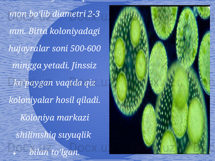 6Volvokslar koloniyasi 
sharsimon yoki ellipssi- 
mon bo’lib diametri 2-3 
mm. Bitta koloniyadagi 
hujayralar soni 500-600 
mingga yetadi. Jinssiz 
ko’paygan vaqtda qiz 
koloniyalar hosil qiladi. 
Koloniya markazi 
shilimshiq suyuqlik  
bilan to’lgan. 