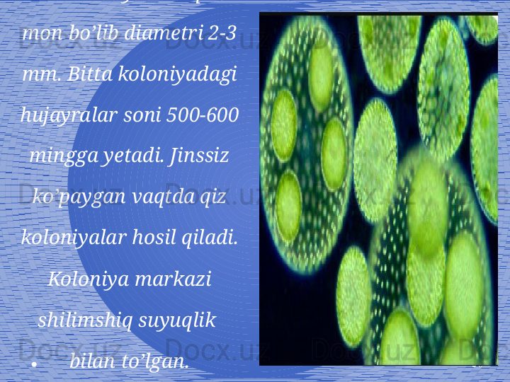 6Volvokslar koloniyasi 
sharsimon yoki ellipssi- 
mon bo’lib diametri 2-3 
mm. Bitta koloniyadagi 
hujayralar soni 500-600 
mingga yetadi. Jinssiz 
ko’paygan vaqtda qiz 
koloniyalar hosil qiladi. 
Koloniya markazi 
shilimshiq suyuqlik  
bilan to’lgan.