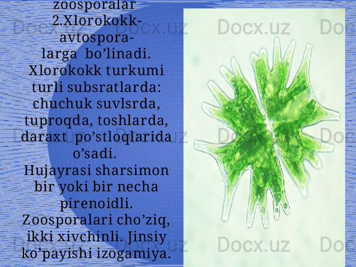 9BU t art ib 2 gur uhga:
1.X lorokokk-
zoosporalar 
2.X lorokokk-
avt ospora-
larga  bo’linadi.
X lorokokk tur kumi 
t ur li subsrat lar da: 
chuchuk suvlsr da, 
tupr oqda, toshlar da, 
darax t   po’st loqlar ida 
o’sadi. 
Hujayrasi sharsimon 
bir  yoki bir  necha 
pir enoidli. 
Z oosporalari cho’ziq, 
ikki x ivchinli. Jinsiy 
ko’payishi izogamiya. 