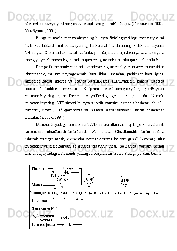 ular mitoxondriya yorilgan paytda sitoplazmaga ajralib chiqadi (Гагельганс, 2001,
Камбурова, 2001).
Bunga   muvofiq   mitoxondriyaning   hujayra   fiziologiyasidagi   markaziy   o`rni
turli   kasalliklarda   mitoxondriyaning   funksional   buzilishining   kritik   ahamiyatini
belgilaydi. O`tkir mitoxondrial disfunksiyalarda, masalan, ishemiya va anoksiyada
energiya yetishmovchiligi hamda hujayraning nekrotik halokatiga sabab bo`ladi.
Energetik metobolizmda mitoxondriyaning anomoliyasi  organizm qarishida
shuningdek,   ma`lum   neyrogenerativ   kasalliklar   jumladan,   parkinson   kasalligida,
amiotrof   loteral   skleroz   va   boshqa   kasalliklarda   ahamiyatlidir,   hamda   diabetda
sabab   bo`lishlari   mumkin.   Ko`pgina   ensifalomiopatiyalar,   parfiriyalar
mitoxondriyadagi   qator   fermentativ   yo`llardagi   genetik   nuqsonlardir.   Demak,
mitoxondriyadagi ATF sintezi hujayra sintetik statusini, osmotik boshqarilish, рН-
nazorati,   sitozol,   Сa 2+
-gomeostaz   va   hujayra   signalizasiyasini   kritik   boshqarish
mumkin (Досон, 1991).
Mitoxondriyadagi intermediant  ATF ni oksidlanishi  orqali  generasiyalanish
sistemasini   oksidlanish-fosforlanish   deb   ataladi.   Oksidlanishli   fosforlanishda
ishtirok etadigan asosiy  elementlar  sxematik  tarzda  ko`rsatilgan (1.1-sxema),  ular
mitoxondriya   fiziologiyasi   to`g`risida   tasavvur   hosil   bo`lishiga   yordam   beradi
hamda hujayradagi mitoxondriyaning funksiyalarini tadqiq etishga yordam beradi.
  