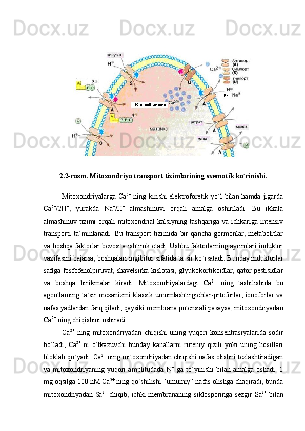 2. 2-rasm. Mitoxondriya transport tizimlarining sxematik ko`rinishi.
Mitoxondriyalarga Сa 2+
  ning kirishi  elektroforetik yo`l bilan hamda jigarda
Са 2+
/2Н +
,   yurakda   Na +
/H +
  almashinuvi   orqali   amalga   oshiriladi.   Bu   ikkala
almashinuv  tizimi  orqali   mitoxondrial  kalsiyning  tashqariga   va  ichkariga  intensiv
transporti   ta`minlanadi.   Bu   transport   tizimida   bir   qancha   gormonlar,   metabolitlar
va boshqa faktorlar bevosita ishtirok etadi. Ushbu faktorlarning ayrimlari induktor
vazifasini bajarsa, boshqalari ingibitor sifatida ta`sir ko`rsatadi. Bunday induktorlar
safiga fosfofenolpiruvat, shavelsirka kislotasi, glyukokortikoidlar, qator pestisidlar
va   boshqa   birikmalar   kiradi.   Mitoxondriyalardagi   Сa 2+
  ning   tashilishida   bu
agentlarning ta`sir mexanizmi klassik umumlashtirgichlar-prtoforlar, ionoforlar va
nafas yadlardan farq qiladi, qaysiki membrana potensiali pasaysa, mitoxondriyadan
Сa 2+
 ning chiqishini oshiradi. 
Са 2+
  ning   mitoxondriyadan   chiqishi   uning   yuqori   konsentrasiyalarida   sodir
bo`ladi,   Сa 2+
  ni   o`tkazuvchi   bunday   kanallarni   ruteniy   qizili   yoki   uning   hosillari
bloklab qo`yadi. Сa 2+
 ning mitoxondriyadan chiqishi nafas olishni tezlashtiradigan
va   mitoxondriyaning   yuqori   amplitudada   N +
  ga   to`yinishi   bilan   amalga   oshadi.   1
mg oqsilga 100 nM Сa 2+
 ning qo`shilishi “umumiy” nafas olishga chaqiradi, bunda
mitoxondriyadan Sa 2+
  chiqib, ichki  membrananing  siklosporinga sezgir  Sa 2+
  bilan 