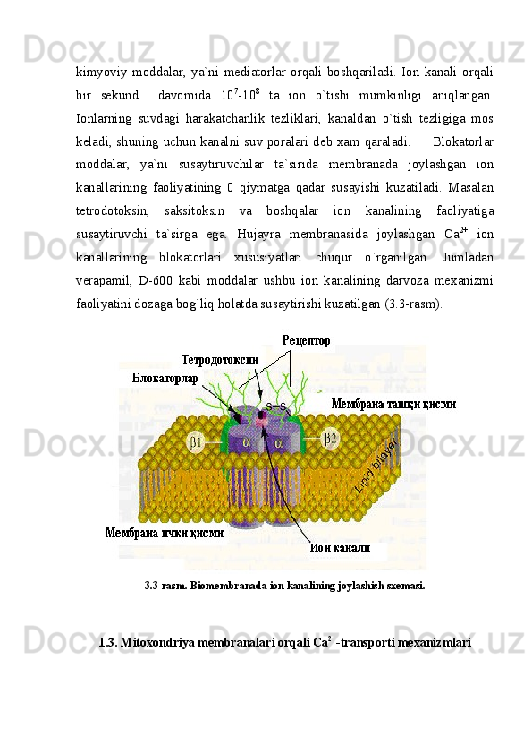 kimyoviy   moddalar,   ya`ni   mediatorlar   orqali   boshqariladi.   Ion   kanali   orqali
bir   sekund     davomida   10 7
-10 8
  ta   ion   o`tishi   mumkinligi   aniqlangan.
Ionlarning   suvdagi   harakatchanlik   tezliklari,   kanaldan   o`tish   tezligiga   mos
keladi, shuning uchun kanalni suv poralari deb xam qaraladi.         Blokatorlar
moddalar,   ya`ni   susaytiruvchilar   ta`sirida   membranada   joylashgan   ion
kanallarining   faoliyatining   0   qiymatga   qadar   susayishi   kuzatiladi.   Masalan
tetrodotoksin,   saksitoksin   va   boshqalar   ion   kanalining   faoliyatiga
susaytiruvchi   ta`sirga   ega.   Hujayra   membranasida   joylashgan   Ca 2+
  ion
kanallarining   blokatorlari   xususiyatlari   chuqur   o`rganilgan.   Jumladan
verapamil,   D-600   kabi   moddalar   ushbu   ion   kanalining   darvoza   mexanizmi
faoliyatini dozaga bog`liq holatda susaytirishi kuzatilgan (3.3-rasm).
3.3-rasm. Biomembranada ion kanalining joylashish sxemasi.
1.3. Mitoxondriya  membranalari orqali  Са 2+
-transport i mexanizmlari 