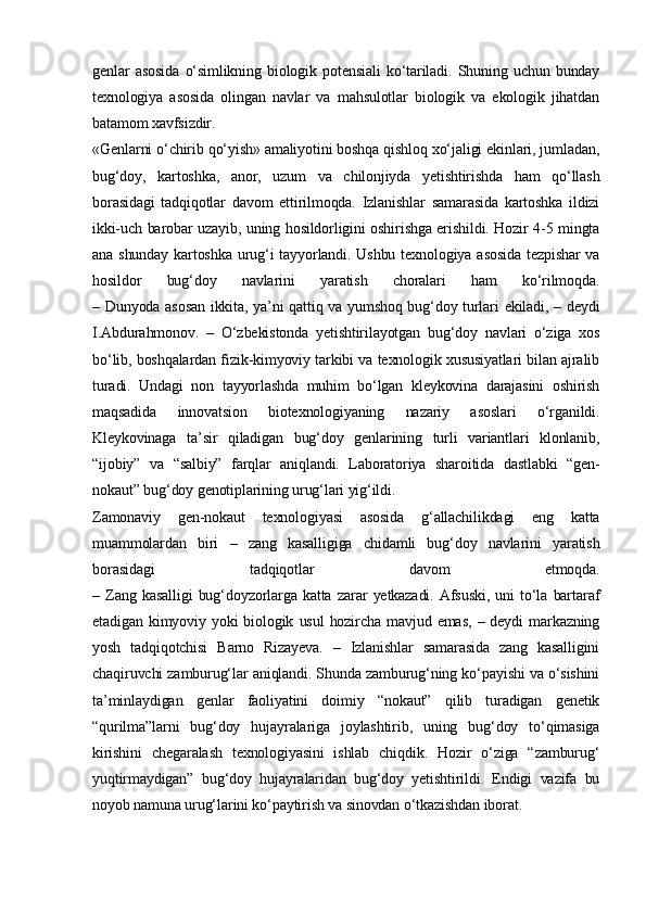 genlar   asosida   o‘simlikning   biologik   potensiali   ko‘tariladi.   Shuning   uchun   bunday
texnologiya   asosida   olingan   navlar   va   mahsulotlar   biologik   va   ekologik   jihatdan
batamom xavfsizdir.
«Genlarni o‘chirib qo‘yish» amaliyotini boshqa qishloq xo‘jaligi ekinlari, jumladan,
bug‘doy,   kartoshka,   anor,   uzum   va   chilonjiyda   yetishtirishda   ham   qo‘llash
borasidagi   tadqiqotlar   davom   ettirilmoqda.   Izlanishlar   samarasida   kartoshka   ildizi
ikki-uch barobar uzayib, uning hosildorligini oshirishga erishildi. Hozir 4-5 mingta
ana shunday  kartoshka  urug‘i  tayyorlandi. Ushbu texnologiya  asosida  tezpishar  va
hosildor   bug‘doy   navlarini   yaratish   choralari   ham   ko‘rilmoqda.
– Dunyoda asosan ikkita, ya’ni qattiq va yumshoq bug‘doy turlari ekiladi, – deydi
I.Abdurahmonov.   –   O‘zbekistonda   yetishtirilayotgan   bug‘doy   navlari   o‘ziga   xos
bo‘lib, boshqalardan fizik-kimyoviy tarkibi va texnologik xususiyatlari bilan ajralib
turadi.   Undagi   non   tayyorlashda   muhim   bo‘lgan   kleykovina   darajasini   oshirish
maqsadida   innovatsion   biotexnologiyaning   nazariy   asoslari   o‘rganildi.
Kleykovinaga   ta’sir   qiladigan   bug‘doy   genlarining   turli   variantlari   klonlanib,
“ijobiy”   va   “salbiy”   farqlar   aniqlandi.   Laboratoriya   sharoitida   dastlabki   “gen-
nokaut” bug‘doy genotiplarining urug‘lari yig‘ildi.
Zamonaviy   gen-nokaut   texnologiyasi   asosida   g‘allachilikdagi   eng   katta
muammolardan   biri   –   zang   kasalligiga   chidamli   bug‘doy   navlarini   yaratish
borasidagi   tadqiqotlar   davom   etmoqda.
–   Zang   kasalligi   bug‘doyzorlarga   katta   zarar   yetkazadi.   Afsuski,   uni   to‘la   bartaraf
etadigan   kimyoviy   yoki   biologik   usul   hozircha   mavjud  emas,   –  deydi   markazning
yosh   tadqiqotchisi   Barno   Rizayeva.   –   Izlanishlar   samarasida   zang   kasalligini
chaqiruvchi zamburug‘lar aniqlandi. Shunda zamburug‘ning ko‘payishi va o‘sishini
ta’minlaydigan   genlar   faoliyatini   doimiy   “nokaut”   qilib   turadigan   genetik
“qurilma”larni   bug‘doy   hujayralariga   joylashtirib,   uning   bug‘doy   to‘qimasiga
kirishini   chegaralash   texnologiyasini   ishlab   chiqdik.   Hozir   o‘ziga   “zamburug‘
yuqtirmaydigan”   bug‘doy   hujayralaridan   bug‘doy   yetishtirildi.   Endigi   vazifa   bu
noyob namuna urug‘larini ko‘paytirish va sinovdan o‘tkazishdan iborat.