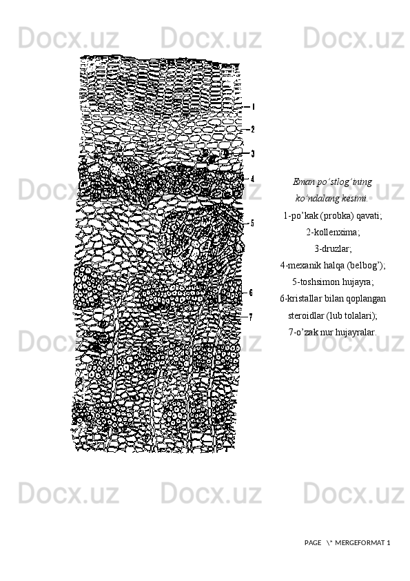 Eman po’stlog’ining
ko’ndalang kesimi.
1-po’kak (probka) qavati;
2-kollenxima;
3-druzlar;
4-mexanik halqa (belbog’);
5-toshsimon hujayra;
6-kristallar bilan qoplangan
steroidlar (lub tolalari);
7-o’zak nur hujayralar.
 PAGE   \* MERGEFORMAT 1 