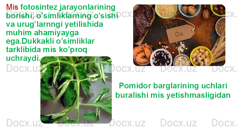 Mis   fotosintez jarayonlarining 
borishi, o’simliklarning o’sishi 
va urug’larnngi yetilishida 
muhim ahamiyayga 
ega.Dukkakli o’simliklar 
tarklibida mis ko’proq 
uchraydi.
Pomidor barglarining uchlari 
buralishi mis yetishmasligidan 