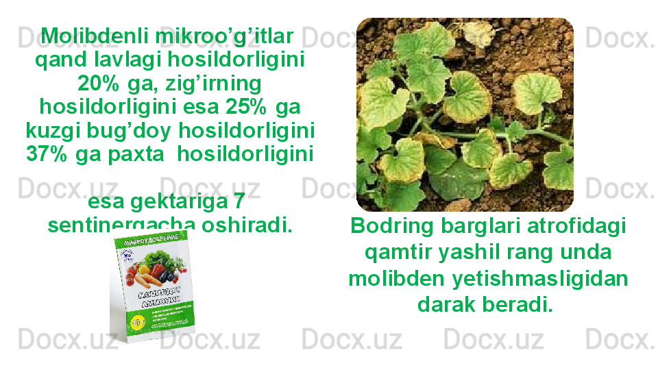 Molibdenli mikroo’g’itlar 
qand lavlagi hosildorligini
20% ga, zig’irning 
hosildorligini esa 25% ga 
kuzgi bug’doy hosildorligini 
37% ga paxta  hosildorligini 
esa gektariga 7 
sentinergacha oshiradi.
Bodring barglari atrofidagi 
qamtir yashil rang unda 
molibden yetishmasligidan 
darak beradi.  