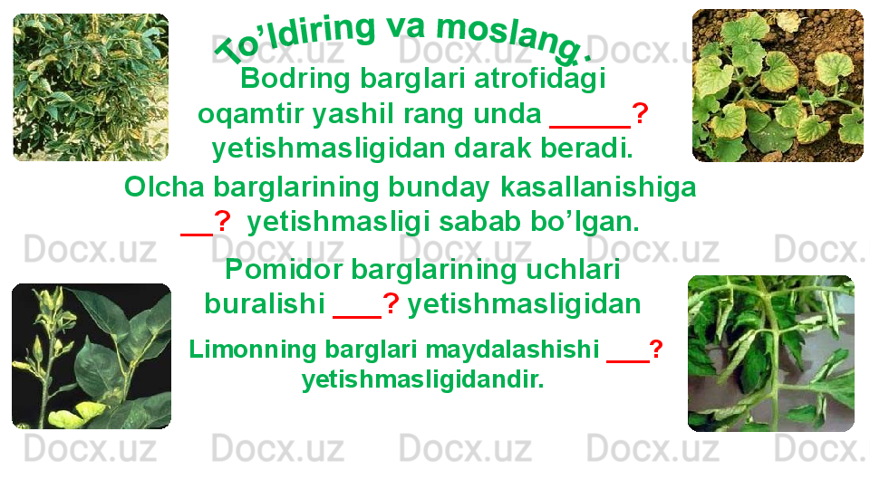 Olcha barglarining bunday kasallanishiga 
__?   yetishmasligi sabab bo’lgan.
Pomidor barglarining uchlari 
buralishi  ___?  yetishmasligidan
Limonning barglari maydalashishi  ___? 
yetishmasligidandir. Bodring barglari atrofidagi 
oqamtir yashil rang unda  _____? 
  yetishmasligidan darak beradi.  