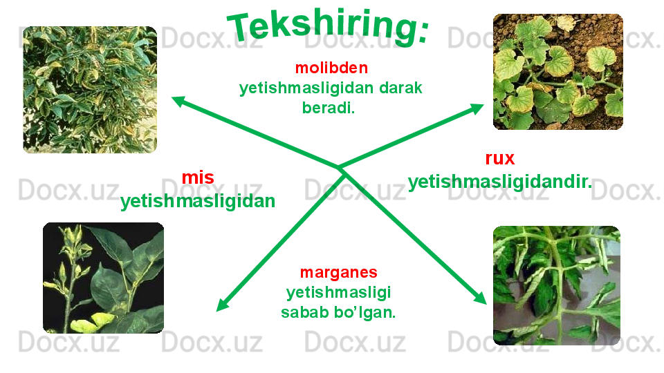 marganes  
yetishmasligi 
sabab bo’lgan.mis 
yetishmasligidan rux 
yetishmasligidandir. molibden 
yetishmasligidan darak 
beradi.  