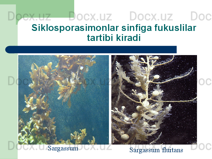 Sargassum
Sargassum fluitansSiklosporasimonlar sinfiga fukuslilar 
tartibi kiradi 