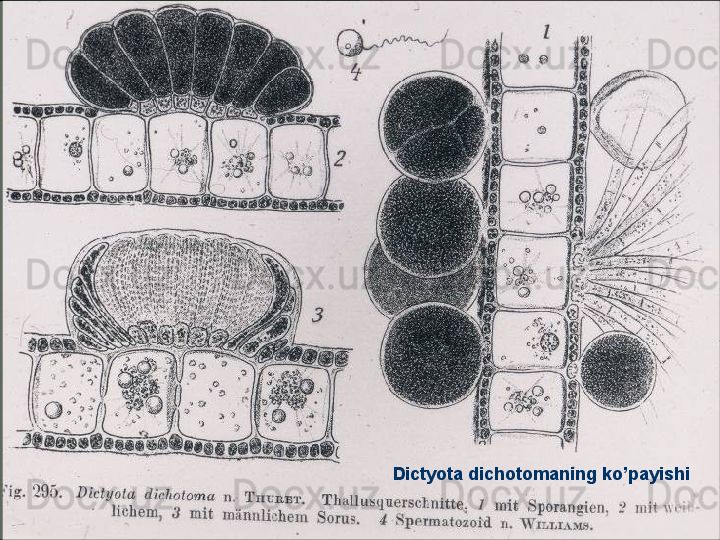 Dictyota dichotomaning ko’payishi 