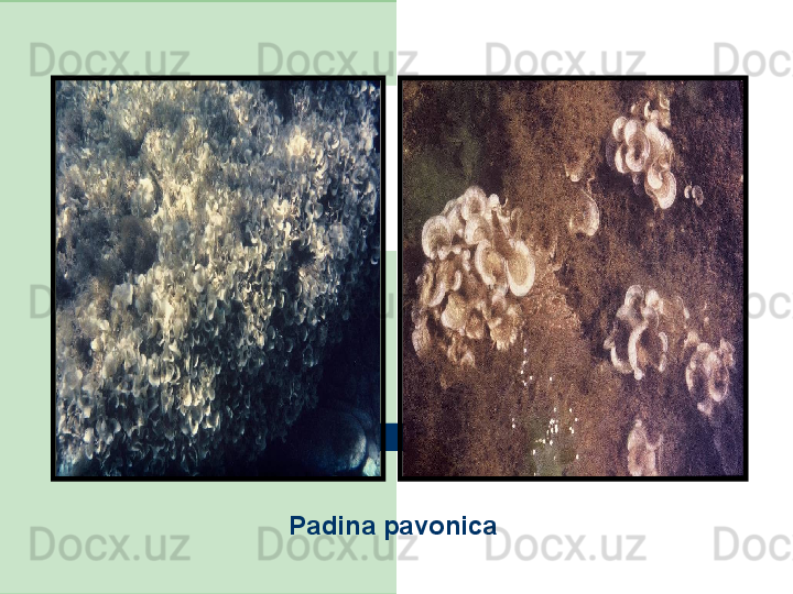 Padina pavonica 