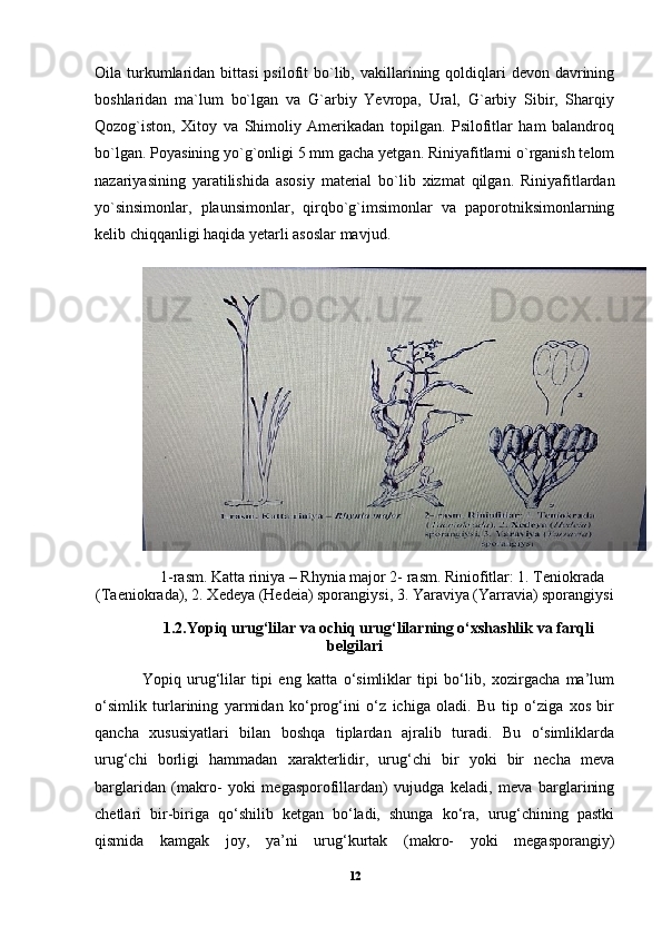 Oila turkumlaridan  bittasi   psilofit  bo`lib, vakillarining qoldiqlari   devon  davrining
boshlaridan   ma`lum   bo`lgan   va   G`arbiy   Yevropa,   Ural,   G`arbiy   Sibir,   Sharqiy
Qozog`iston,   Xitoy   va   Shimoliy   Amerikadan   topilgan.   Psilofitlar   ham   balandroq
bo`lgan. Poyasining yo`g`onligi 5 mm gacha yetgan. Riniyafitlarni o`rganish telom
nazariyasining   yaratilishida   asosiy   material   bo`lib   xizmat   qilgan.   Riniyafitlardan
yo`sinsimonlar,   plaunsimonlar,   qirqbo`g`imsimonlar   va   paporotniksimonlarning
kelib chiqqanligi haqida yetarli asoslar mavjud.
  1-rasm. Katta riniya – Rhynia major 2- rasm. Riniofitlar: 1. Teniokrada
(Taeniokrada), 2. Xedeya (Hedeia) sporangiysi, 3. Yaraviya (Yarravia) sporangiysi
1.2.Yopiq urug‘lilar va ochiq urug‘lilarning o‘xshashlik va farqli
belgilari
Yopiq   urug‘lilar   tipi   eng   katta   o‘simliklar   tipi   bo‘lib,   xozirgacha   ma’lum
o‘simlik   turlarining   yarmidan   ko‘prog‘ini   o‘z   ichiga   oladi.   Bu   tip   o‘ziga   xos   bir
qancha   xususiyatlari   bilan   boshqa   tiplardan   ajralib   turadi.   Bu   o‘simliklarda
urug‘chi   borligi   hammadan   xarakterlidir,   urug‘chi   bir   yoki   bir   necha   meva
barglaridan   (makro-   yoki   megasporofillardan)   vujudga   keladi,   meva   barglarining
chetlari   bir-biriga   qo‘shilib   ketgan   bo‘ladi,   shunga   ko‘ra,   urug‘chining   pastki
qismida   kamgak   joy,   ya’ni   urug‘kurtak   (makro-   yoki   megasporangiy)
12 