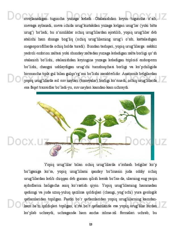 rivojlanadigan   tuguncha   yuzaga   keladi.   Otalanishdan   keyin   tuguncha   o‘sib,
mevaga   aylanadi,   meva   ichida   urug‘kurtakdan   yuzaga   kelgan   urug‘lar   (yoki   bitta
urug‘)   bo‘ladi;   bu   o‘simliklar   ochiq   urug‘lilardan   ajratilib,   yopiq   urug‘lilar   deb
atalishi   ham   shunga   bog‘liq   (ochiq   urug‘lilarning   urug‘i   o‘sib,   kattalashgan
megasporofillarda ochiq holda turadi). Bundan tashqari, yopiq urug‘lilarga: sakkiz
yadroli embrion xaltasi yoki shunday xaltadan yuzaga keladigan xalta borligi qo‘sh
otalanish   bo‘lishi,   otalanishdan   keyingina   yuzaga   keladigan   triploid   endosperm
bo‘lishi,   changni   ushlaydigan   urug‘chi   tumshuqchasi   borligi   va   ko‘pchiligida
birmuncha tipik gul bilan gulqo‘rg‘oni bo‘lishi xarakterlidir. Anatomik belgilardan
yopiq urug‘lilarda asl suv naylari (traxeyalar) borligi ko‘rinadi, ochiq urug‘lilarda
esa faqat traxeidlar bo‘ladi-yu, suv naylari kamdan-kam uchraydi.
Yopiq   urug‘lilar   bilan   ochiq   urug‘lilarda   o‘xshash   belgilar   ko‘p
bo‘lganiga   ko‘ra,   yopiq   urug‘lilarni   qanday   bo‘lmasin   juda   oddiy   ochiq
urug‘lilardan kelib chiqqan deb gumon qilish kerak bo‘lsa-da, ularning eng yaqin
ajdodlarini   haligacha   aniq   ko‘rsatish   qiyin.   Yopiq   urug‘lilarning   hammadan
qadimgi   va   juda   uzuq-yuluq   qazilma   qoldiqlari   (changi,   yog‘ochi)   yura   geologik
qatlamlaridan   topilgan.   Pastki   bo‘r   qatlamlaridan   yopiq   urug‘lilarning   kamdan-
kam   ba’zi   qoldiqlari   topilgan,   o‘rta   bo‘r   qatlamlarida   esa   yopiq   urug‘lilar   birdan
ko‘plab   uchraydi,   uchraganda   ham   ancha   xilma-xil   formalari   uchrab,   bu
13 