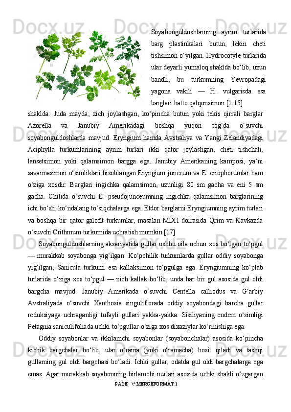 Soyabonguldoshlarning   ayrim   turlarida
barg   plastinkalari   butun,   lekin   cheti
tishsimon o‘yilgan. Hydrocotyle turlarida
ular deyarli yumaloq shaklda bo‘lib, uzun
bandli,   bu   turkumning   Yevropadagi
yagona   vakili   —   H.   vulgarisda   esa
barglari hatto qalqonsimon [1,15]
shaklda.   Juda   mayda,   zich   joylashgan,   ko‘pincha   butun   yoki   tekis   qirrali   barglar
Azorella   va   Janubiy   Amerikadagi   boshqa   yuqori   tog‘da   o‘suvchi
soyabonguldoshlarda   mavjud.   Eryngium   hamda   Avstraliya   va   Yangi   Zelandiyadagi
Aciphylla   turkumlarining   ayrim   turlari   ikki   qator   joylashgan,   cheti   tishchali,
lansetsimon   yoki   qalamsimon   bargga   ega.   Janubiy   Amerikaning   kamposi,   ya’ni
savannasimon o‘simliklari hisoblangan Eryngium junceum va E. eriophorumlar ham
o‘ziga   xosdir.   Barglari   ingichka   qalamsimon,   uzunligi   80   sm   gacha   va   eni   5   sm
gacha.   Chilida   o‘suvchi   E.   pseudojunceumning   ingichka   qalamsimon   barglarining
ichi bo‘sh, ko‘ndalang to‘siqchalarga ega. Etdor barglarni Eryngiumning ayrim turlari
va   boshqa   bir   qator   galofit   turkumlar,   masalan   MDH   doirasida   Qrim   va   Kavkazda
o‘suvchi Crithmum turkumida uchratish mumkin.[17]
Soyabonguldoshlarning aksariyatida gullar ushbu oila uchun xos bo‘lgan to‘pgul
—   murakkab   soyabonga   yig‘ilgan.   Ko‘pchilik   turkumlarda   gullar   oddiy   soyabonga
yig‘ilgan,   Sanicula   turkumi   esa   kallaksimon   to‘pgulga   ega.   Eryngiumning   ko‘plab
turlarida   o‘ziga   xos   to‘pgul   —   zich   kallak   bo‘lib,   unda   har   bir   gul   asosida   gul   oldi
bargcha   mavjud.   Janubiy   Amerikada   o‘suvchi   Centella   calliodus   va   G‘arbiy
Avstraliyada   o‘suvchi   Xanthosia   singuliflorada   oddiy   soyabondagi   barcha   gullar
reduksiyaga   uchraganligi   tufayli   gullari   yakka-yakka.   Sisiliyaning   endem   o‘simligi
Petagnia saniculifoliada uchki to‘pgullar o‘ziga xos dixaziylar ko‘rinishiga ega.
Oddiy   soyabonlar   va   ikkilamchi   soyabonlar   (soyabonchalar)   asosida   ko‘pincha
kichik   bargchalar   bo‘lib,   ular   o‘rama   (yoki   o‘ramacha)   hosil   qiladi   va   tashqi
gullarning gul  oldi  bargchasi  bo‘ladi. Ichki  gullar, odatda  gul  oldi  bargchalarga ega
emas. Agar murakkab soyabonning birlamchi nurlari asosida uchki shakli o‘zgargan
 PAGE   \* MERGEFORMAT 1 