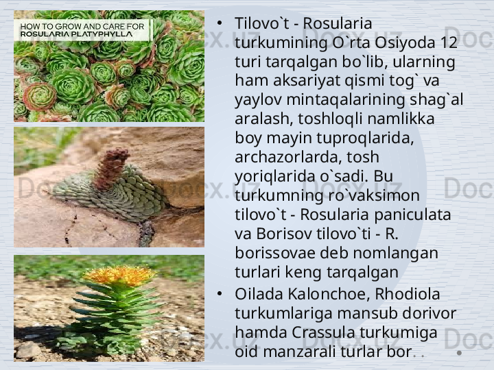 •
Tilovo`t - Rosularia 
turkumining O`rta Osiyoda 12 
turi tarqalgan bo`lib, ularning 
ham aksariyat qismi tog` va 
yaylov mintaqalarining shag`al 
aralash, toshloqli namlikka 
boy mayin tuproqlarida, 
archazorlarda, tosh 
yoriqlarida o`sadi. Bu 
turkumning ro`vaksimon 
tilovo`t - Rosularia paniculata 
va Borisov tilovo`ti - R. 
borissovae deb nomlangan 
turlari keng tarqalgan
•
Oilada Kalonchoe, Rhodiola 
turkumlariga mansub dorivor 
hamda Crassula turkumiga 
oid manzarali turlar bor . .  