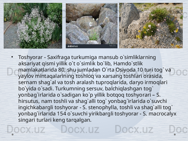 •
Toshyorar - Saxifraga turkumiga mansub o`simliklarning 
aksariyat qismi yillik o`t o`simlik bo`lib, Hamdo`stlik 
mamlakatlarida 80, shu jumladan O`rta Osiyoda 10 turi tog` va 
yaylov mintaqalarining toshloq va xarsang toshlari orasida, 
sernam shag`al va tosh aralash tuproqlarida, daryo irmoqlari 
bo`yida o`sadi. Turkumning sersuv, balchiqlashgan tog` 
yonbag`irlarida o`sadigan ko`p yillik botqoq toshyorari – S. 
hirsutus, nam toshli va shag`alli tog` yonbag`irlarida o`suvchi 
ingichkabargli toshyorar - S. stenophylla, toshli va shag`alli tog` 
yonbag`irlarida 154 o`suvchi yirikbargli toshyorar - S. macrocalyx 
singari turlari keng tarqalgan.  