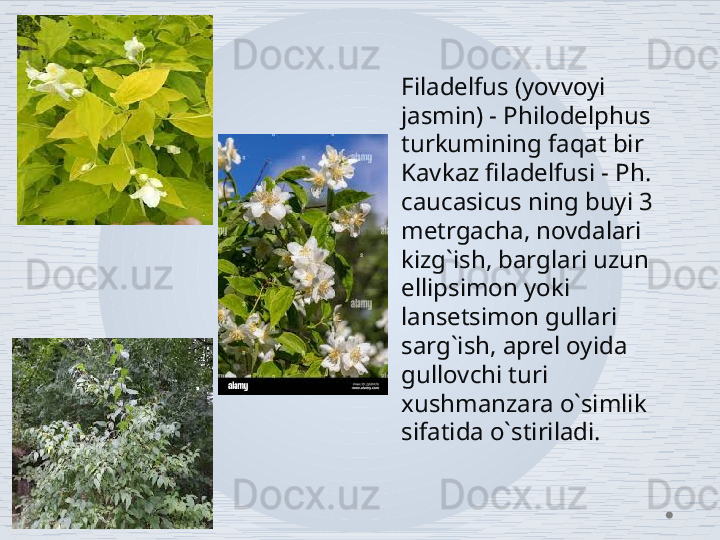 Filadelfus (yovvoyi 
jasmin) - Philodelphus 
turkumining faqat bir 
Kavkaz filadelfusi - Ph. 
caucasicus ning buyi 3 
metrgacha, novdalari 
kizg`ish, barglari uzun 
ellipsimon yoki 
lansetsimon gullari 
sarg`ish, aprel oyida 
gullovchi turi 
xushmanzara o`simlik 
sifatida o`stiriladi.