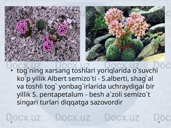 •
tog`ning xarsang toshlari yoriqlarida o`suvchi 
ko`p yillik Albert semizo`ti - S.alberti, shag`al 
va toshli tog` yonbag`irlarida uchraydigai bir 
yillik S. pentapetalum - besh a`zoli semizo`t 
singari turlari diqqatga sazovordir 