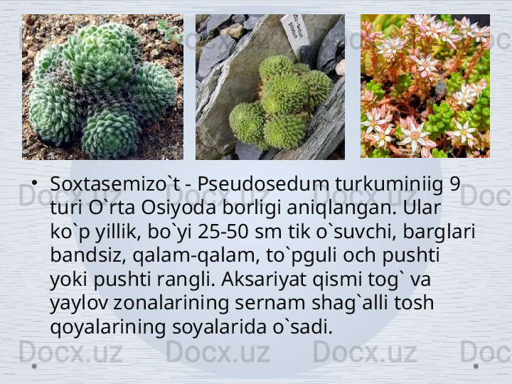 •
Soxtasemizo`t - Pseudosedum turkuminiig 9 
turi O`rta Osiyoda borligi aniqlangan. Ular 
ko`p yillik, bo`yi 25-50 sm tik o`suvchi, barglari 
bandsiz, qalam-qalam, to`pguli och pushti 
yoki pushti rangli. Aksariyat qismi tog` va 
yaylov zonalarining sernam shag`alli tosh 
qoyalarining soyalarida o`sadi.  