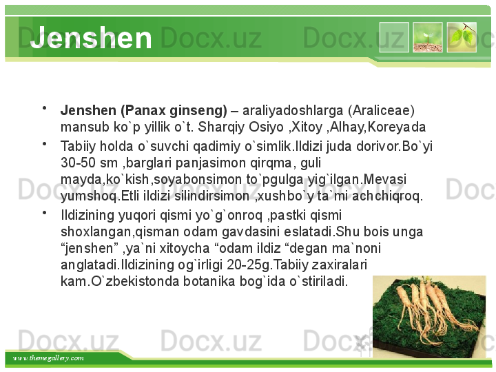 www.themegallery.com Jenshen
•
Jenshen (Panax ginseng)  – araliyadoshlarga (Araliceae) 
mansub ko`p yillik o`t. Sharqiy Osiyo ,Xitoy ,Alhay,Koreyada 
•
Tabiiy holda o`suvchi qadimiy o`simlik.Ildizi juda dorivor.Bo`yi 
30-50 sm ,barglari panjasimon qirqma, guli 
mayda,ko`kish,soyabonsimon to`pgulga yig`ilgan.Mevasi 
yumshoq.Etli ildizi silindirsimon ,xushbo`y ta`mi achchiqroq.
•
Ildizining yuqori qismi yo`g`onroq ,pastki qismi 
shoxlangan,qisman odam gavdasini eslatadi.Shu bois unga 
“jenshen” ,ya`ni xitoycha “odam ildiz “degan ma`noni 
anglatadi.Ildizining og`irligi 20-25g.Tabiiy zaxiralari 
kam.O`zbekistonda botanika bog`ida o`stiriladi.   