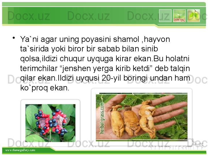 www.themegallery.com •
Ya`ni agar uning poyasini shamol ,hayvon 
ta`sirida yoki biror bir sabab bilan sinib 
qolsa,ildizi chuqur uyquga kirar ekan.Bu holatni 
terimchilar “jenshen yerga kirib ketdi” deb talqin 
qilar ekan.Ildizi uyqusi 20-yil boringi undan ham 
ko`proq ekan.      