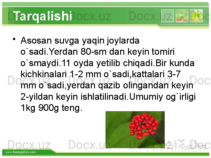 www.themegallery.com Tarqalishi
•
Asosan suvga yaqin joylarda 
o`sadi.Yerdan 80-sm dan keyin tomiri 
o`smaydi.11 oyda yetilib chiqadi.Bir kunda 
kichkinalari 1-2 mm o`sadi,kattalari 3-7 
mm o`sadi,yerdan qazib olingandan keyin 
2-yildan keyin ishlatilinadi.Umumiy og`irligi 
1kg 900g teng.   