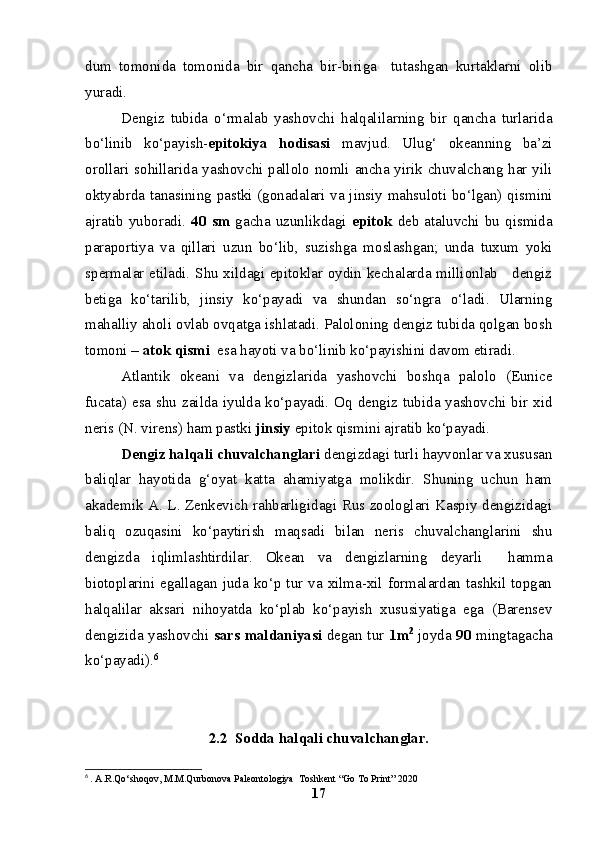 dum   tomonida   tomonida   bir   qancha   bir-biriga     tutashgan   kurtaklarni   olib
yuradi.
Dengiz   tubida   o‘rmalab   yashovchi   halqalilarning   bir   qancha   turlarida
bo‘linib   ko‘payish- epitokiya   hodisasi   mavjud.   Ulug‘   okeanning   ba’zi
orollari sohillarida yashovchi pallolo nomli ancha yirik chuvalchang har yili
oktyabrda tanasining pastki (gonadalari va jinsiy mahsuloti bo‘lgan) qismini
ajratib   yuboradi.   40   sm   gacha   uzunlikdagi   epitok   deb   ataluvchi   bu   qismida
paraportiya   va   qillari   uzun   bo‘lib,   suzishga   moslashgan;   unda   tuxum   yoki
spermalar etiladi. S h u xildagi epitoklar oydin kechalarda millionlab     dengiz
betiga   ko‘tarilib,   jinsiy   ko‘payadi   va   shundan   so‘ngra   o‘ladi.   Ularning
mahalliy aholi ovlab ovqatga ishlatadi. Paloloning dengiz tubida qolgan bosh
tomoni –  atok qismi   esa hayoti va bo‘linib ko‘payishini davom etiradi.
Atlantik   okeani   va   dengizlarida   yashovchi   boshqa   palolo   (Eunice
fucata) esa shu zailda iyulda ko‘payadi. Oq dengiz tubida yashovchi bir xid
neris (N. virens) ham pastki  jinsiy  epitok qismini ajratib ko‘payadi.
Dengiz halqali chuvalchanglari  dengizdagi turli hayvonlar va xususan
baliqlar   hayotida   g‘oyat   katta   ahamiyatga   molikdir.   Shuning   uchun   ham
akademik A. L. Zenkevich rahbarligidagi Rus zoologlari Kaspiy dengizidagi
baliq   ozuqasini   ko‘paytirish   maqsadi   bilan   neris   chuvalchanglarini   shu
dengizda   iqlimlashtirdilar.   Okean   va   dengizlarning   deyarli     hamma
biotoplarini egallagan juda ko‘p tur va xilma-xil formalardan tashkil topgan
halqalilar   aksari   nihoyatda   ko‘plab   ko‘payish   xususiyatiga   ega   (Barensev
dengizida yashovchi   sars   maldaniyasi   degan tur   1m 2
  joyda   90   mingtagacha
ko‘payadi). 6
2.2   Sodda halqali chuvalchanglar.
6
  . A.R.Qo‘shoqov, M.M.Qurbonova Paleontologiya  Toshkent “Go To Print” 2020
17 