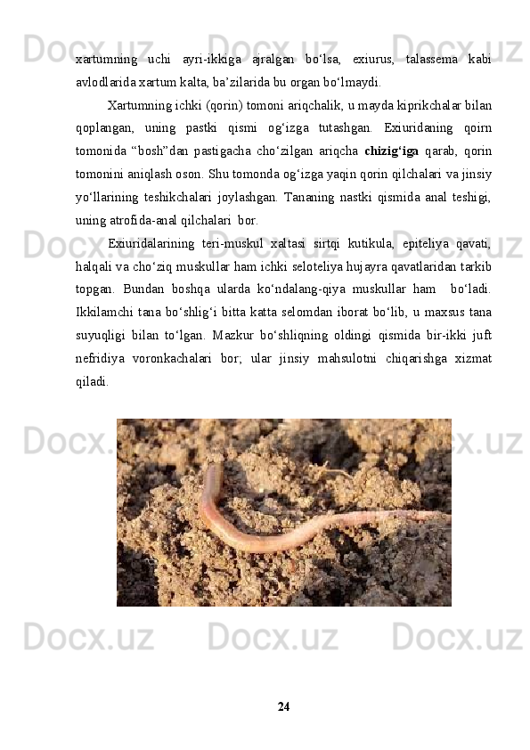 xartumning   uchi   ayri-ikkiga   ajralgan   bo‘lsa,   exiurus,   talassema   kabi
avlodlarida xartum kalta, ba’zilarida bu organ bo‘lmaydi.
Xartumning ichki (qorin) tomoni ariqchalik, u mayda kiprikchalar bilan
qoplangan,   uning   pastki   qismi   og‘izga   tutashgan.   Exiuridaning   qoirn
tomonida   “bosh”dan   pastigacha   cho‘zilgan   ariqcha   chizig‘iga   qarab,   qorin
tomonini aniqlash oson. Shu tomonda og‘izga yaqin qorin qilchalari va jinsiy
yo‘llarining   teshikchalari   joylashgan.   Tananing   nastki   qismida   anal   teshigi,
uning atrofida-anal qilchalari  bor.
Exiuridalarining   teri-muskul   xaltasi   sirtqi   kutikula,   epiteliya   qavati,
halqali va cho‘ziq muskullar ham ichki seloteliya hujayra qavatlaridan tarkib
topgan.   Bundan   boshqa   ularda   ko‘ndalang-qiya   muskullar   ham     bo‘ladi.
Ikkilamchi   tana   bo‘shlig‘i   bitta   katta   selomdan   iborat   bo‘lib,   u   maxsus   tana
suyuqligi   bilan   to‘lgan.   Mazkur   bo‘shliqning   oldingi   qismida   bir-ikki   juft
nefridiya   voronkachalari   bor;   ular   jinsiy   mahsulotni   chiqarishga   xizmat
qiladi.   
24