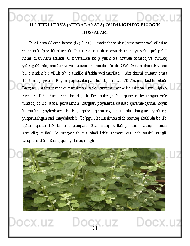 II. 1 TUKLI ERVA (AERBA LANATA) O’SIMLIGINING BIOOGIK
HOSSALARI
        Tukli erva (Aerba lanata (L.) Juss.) – matinchdoshlar (Amarantaceae) oilasiga
mansub ko’p yillik o’simlik. Tukli erva rus tilida erva sherstistaya yoki “pol-pola”
nomi   bilan   ham   ataladi.   O’z   vatanida   ko’p   yillik   o’t   sifatida   toshloq   va   qumloq
yalangliklarda, cho’llarda va butazorlar orasida o’sadi. O’zbekiston sharoitida esa
bu   o’simlik   bir   yillik   o’t   o’simlik   sifatida   yetishtiriladi.   Ildiz   tizimi   chuqur   emas
15-20smga yetadi. Poyasi yog’ochlangan bo’lib, o’rtacha 70-75sm ni tashkil etadi.
Barglari   nashtarsimon-tuxumsimon   yoki   tuxumsimon-ellipissimon,   uzunligi-2-
3sm,   eni-0.5-1.5sm,   qisqa   bandli,   atroflari   butun,   uchki   qismi   o’tkirlashgan   yoki
tumtoq   bo’lib,   asosi   ponasimon.   Barglari   poyalarda   dastlab   qarama-qarshi,   keyin
ketma-ket   joylashgan   bo’lib,   qo’yi   qismidagi   dastlabki   barglari   yirikroq,
yuqorilashgan sari maydalashdi. To’pguli konussimon zich boshoq shaklida bo’lib,
qalin   oqimtir   tuk   bilan   qoplangan.   Gullarining   kattaligi   2mm,   tashqi   tomoni
sertukligi   tufayli   kulrang-oqish   tus   oladi.Ichki   tomoni   esa   och   yashil   rangli.
Urug’lari 0.6-0.8mm, qora yaltiroq rangli
 
11 