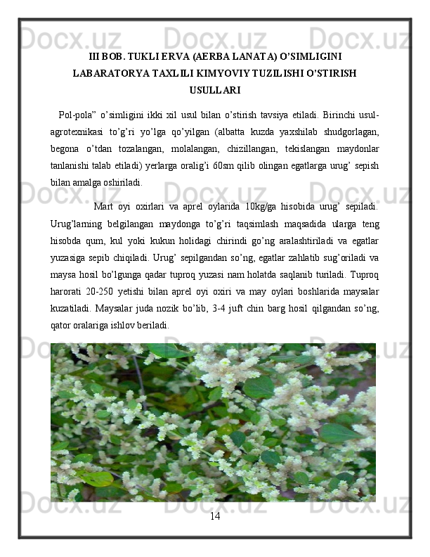 III BOB. TUKLI ERVA (AERBA LANATA) O’SIMLIGINI
LABARATORYA TAXLILI KIMYOVIY TUZILISHI O’STIRISH
USULLARI
    Pol-pola”   o’simligini   ikki   xil   usul   bilan   o’stirish   tavsiya   etiladi.   Birinchi   usul-
agrotexnikasi   to’g’ri   yo’lga   qo’yilgan   (albatta   kuzda   yaxshilab   shudgorlagan,
begona   o’tdan   tozalangan,   molalangan,   chizillangan,   tekislangan   maydonlar
tanlanishi talab etiladi) yerlarga oralig’i 60sm qilib olingan egatlarga urug’ sepish
bilan amalga oshiriladi.  
                  Mart   oyi   oxirlari   va   aprel   oylarida   10kg/ga   hisobida   urug’   sepiladi.
Urug’larning   belgilangan   maydonga   to’g’ri   taqsimlash   maqsadida   ularga   teng
hisobda   qum,   kul   yoki   kukun   holidagi   chirindi   go’ng   aralashtiriladi   va   egatlar
yuzasiga   sepib   chiqiladi.   Urug’   sepilgandan   so’ng,  egatlar   zahlatib   sug’oriladi   va
maysa hosil bo’lgunga qadar tuproq yuzasi  nam holatda saqlanib turiladi. Tuproq
harorati   20-250   yetishi   bilan   aprel   oyi   oxiri   va   may   oylari   boshlarida   maysalar
kuzatiladi.   Maysalar   juda   nozik   bo’lib,   3-4   juft   chin   barg   hosil   qilgandan   so’ng,
qator oralariga ishlov beriladi.  
14 