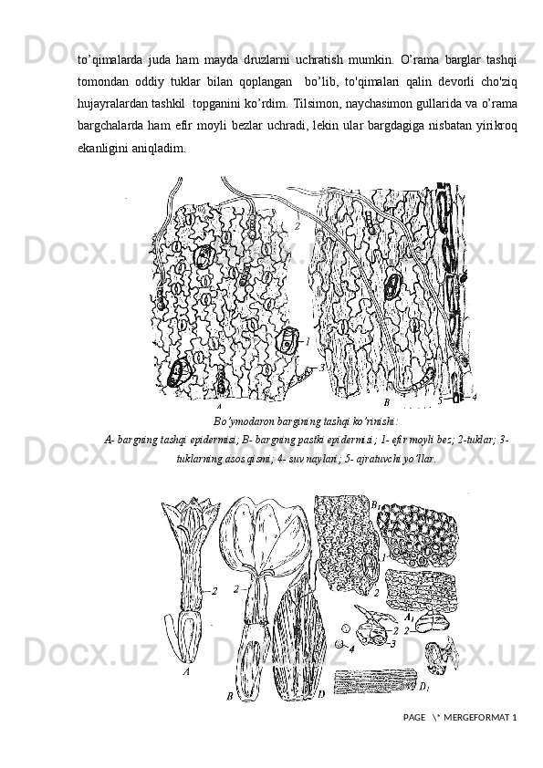 to ’ qimalarda   j uda   ham   mayda   d ru zlarni   uchratish   mumkin.   O’ rama   barglar   tashqi
tomondan   oddiy   tuklar   bilan   qoplangan     bo ’l ib,   to'qimalari   qalin   devorli   cho'ziq
huja y ralardan tashkil    topgan ini ko’rdim . Tilsimon, naychasimon gullarida va  o’ rama
bargchalarda  ham   efir  moyli   bezlar   uchradi,  lekin  ula r  barg dagiga  nisbatan   y iri kroq
ekanligini aniqlad i m .
Bo’ymodaron bargining tashqi ko’rinishi:
A- bargning tashqi epidermisi; B- bargning pastki epidermisi; 1- efir moyli bez; 2-tuklar; 3-
tuklarning asos qismi; 4- suv naylari; 5- ajratuvchi yo’llar.
 PAGE   \* MERGEFORMAT 1 