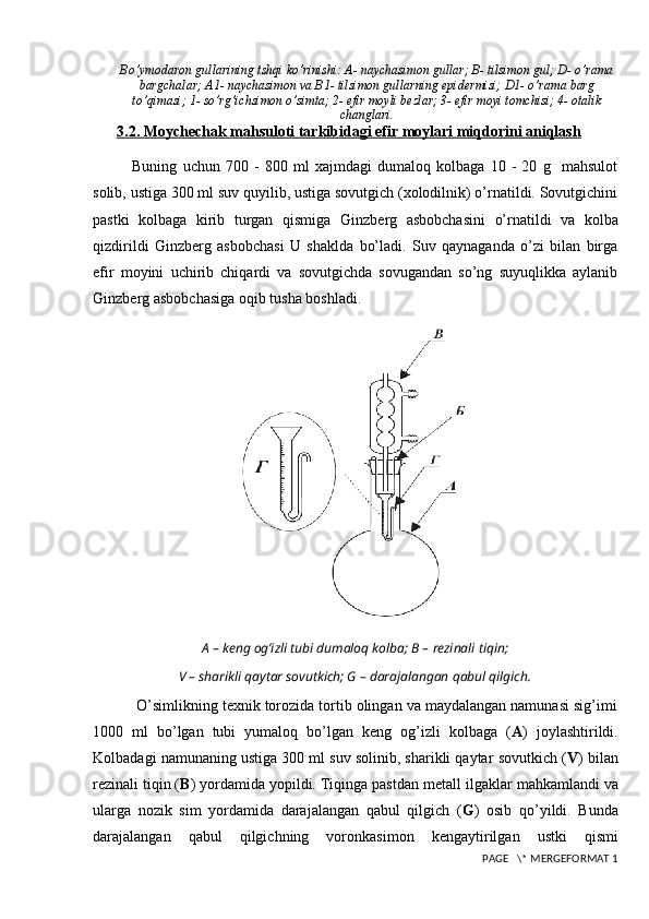 Bo’ymodaron gullarining tshqi ko’rinishi: A- naychasimon gullar; B- tilsimon gul; D- o’rama
bargchalar; A1- naychasimon va B1- tilsimon gullarning epidermisi; D1- o’rama barg
to’qimasi; 1- so’rg’ichsimon o’simta; 2- efir moyli bezlar; 3- efir moyi tomchisi; 4- otalik
changlari.
3.2. Moychechak mahsuloti tarkibidagi efir moylari miqdorini aniqlash
Buning   uchun   700   -   800   ml   xajmdagi   dumaloq   kolbaga   10   -   20   g     mahsulot
solib, ustiga 300 ml suv quyilib, ustiga sovutgich (xolodilnik) o’rnatildi. Sovutgichini
pastki   kolbaga   kirib   turgan   qismiga   Ginzb е rg   asbobchasini   o’rnatildi   va   kolba
qizdirildi   Ginzb е rg   asbobchasi   U   shaklda   bo’ladi.   Suv   qaynaganda   o’zi   bilan   birga
efir   moyini   uchirib   chiqardi   va   sovutgichda   sovugandan   so’ng   suyuqlikka   aylanib
Ginzb е rg asbobchasiga oqib tusha  boshla di. 
A  – keng og’izli tubi dumaloq kolba; B –  rezinali tiqin;
V  –  sharikli qaytar sovutkich; G  –  darajalangan qabul qilgich.
          O’simlikning texnik torozida tortib olingan va maydalangan namunasi sig’imi
1000   ml   bo’lgan   tubi   yumaloq   bo’lgan   keng   og’izli   kolbaga   ( A )   joylashtirildi.
Kolbadagi namunaning ustiga 300 ml suv solinib, sharikli qaytar   sovutkich ( V ) bilan
rezinali tiqin ( B ) yordamida yopildi. Tiqinga pastdan metall   ilgaklar mahkamlandi va
ularga   nozik   sim   yordamida   darajalangan   qabul   qilgich   ( G )   osib   qo ’ yildi.   Bunda
darajalangan   qabul   qilgichning   voronkasimon   kengaytirilgan   ustki   qismi
 PAGE   \* MERGEFORMAT 1 