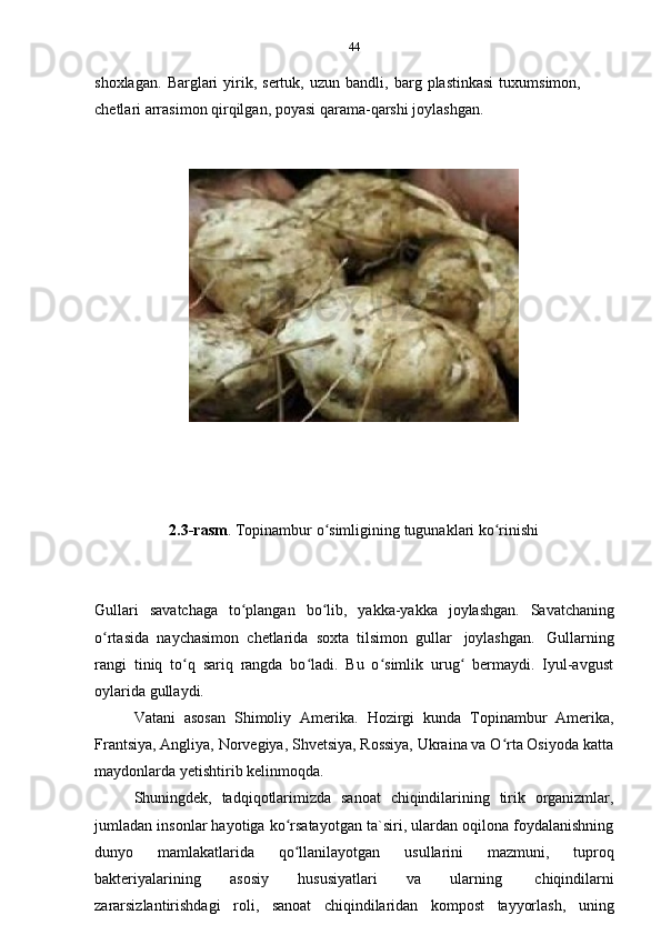 44
shoxlagan.   Barglari   yirik,   sertuk,   uzun   bandli,   barg   plastinkasi   tuxumsimon,  
chetlari arrasimon qirqilgan,   poyasi   qarama-qarshi joylashgan.
2.3-rasm .   Topinambur   o simliginingʻ   tugunaklari   ko rinishi	ʻ
Gullari   savatchaga   to plangan	
ʻ   bo lib,	ʻ   yakka-yakka   joylashgan.   Savatchaning
o rtasida	
ʻ   naychasimon   chetlarida   soxta   tilsimon   gullar   joylashgan.   Gullarning
rangi   tiniq   to q   sariq   rangda   bo ladi.   Bu   o simlik   urug   bermaydi.   Iyul-avgust	
ʻ ʻ ʻ ʻ
oylarida   gullaydi.
Vatani   asosan   Shimoliy   Amerika.   Hozirgi   kunda   Topinambur   Amerika,
Frantsiya, Angliya, Norvegiya, Shvetsiya, Rossiya, Ukraina va O rta Osiyoda katta	
ʻ
maydonlarda   yetishtirib   kelinmoqda.
Shuningdek,   tadqiqotlarimizda   sanoat   chiqindilarining   tirik   organizmlar,
jumladan insonlar hayotiga ko rsatayotgan ta`siri, ulardan oqilona foydalanishning	
ʻ
dunyo   mamlakatlarida   qo llanilayotgan
ʻ   usullarini   mazmuni,   tuproq
bakteriyalarining   asosiy   hususiyatlari   va   ularning   chiqindilarni
zararsizlantirishdagi   roli,   sanoat   chiqindilaridan   kompost   tayyorlash,   uning