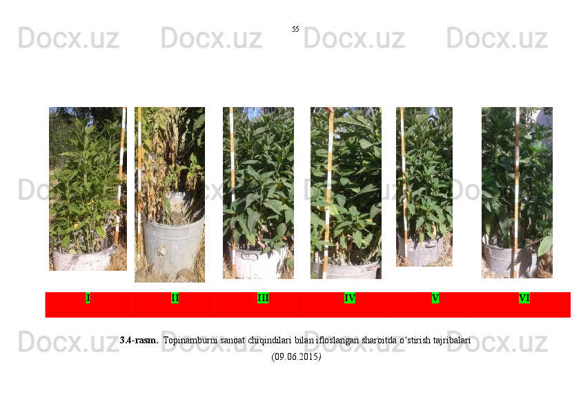 55
I II III IV V VI
3.4-rasm.   Topinamburni   sanoat   chiqindilari   bilan   ifloslangan   sharoitda   o stirishʻ   tajribalari  
(09.06.2015 ) 