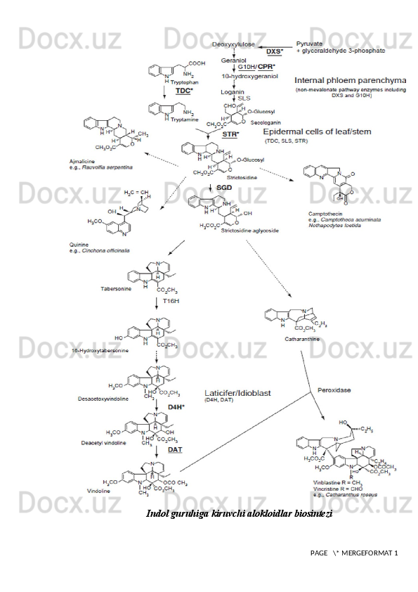 Indol guruhiga kiruvchi alokloidlar biosintezi
 PAGE   \* MERGEFORMAT 1 