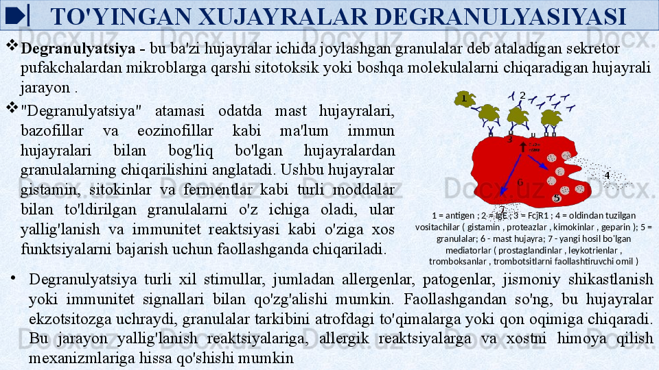     TO'YINGAN XUJAYRALAR DEGRANULYASIYASI

"Degranulyatsiya"  atamasi  odatda  mast  hujayralari, 
bazofillar  va  eozinofillar  kabi  ma'lum  immun 
hujayralari  bilan  bog'liq  bo'lgan  hujayralardan 
granulalarning chiqarilishini anglatadi. Ushbu hujayralar 
gistamin,  sitokinlar  va  fermentlar  kabi  turli  moddalar 
bilan  to'ldirilgan  granulalarni  o'z  ichiga  oladi,  ular 
yallig'lanish  va  immunitet  reaktsiyasi  kabi  o'ziga  xos 
funktsiyalarni bajarish uchun faollashganda chiqariladi. 1 = antigen ; 2 = IgE ; 3 = FcĵR1 ; 4 = oldindan tuzilgan 
vositachilar ( gistamin , proteazlar , kimokinlar , geparin ); 5 = 
granulalar; 6 - mast hujayra; 7 - yangi hosil bo'lgan 
mediatorlar ( prostaglandinlar , leykotrienlar , 
tromboksanlar , trombotsitlarni faollashtiruvchi omil )
•
Degranulyatsiya  turli  xil  stimullar,  jumladan  allergenlar,  patogenlar,  jismoniy  shikastlanish 
yoki  immunitet  signallari  bilan  qo'zg'alishi  mumkin.  Faollashgandan  so'ng,  bu  hujayralar 
ekzotsitozga uchraydi, granulalar tarkibini atrofdagi to'qimalarga yoki qon oqimiga chiqaradi. 
Bu  jarayon  yallig'lanish  reaktsiyalariga,  allergik  reaktsiyalarga  va  xostni  himoya  qilish 
mexanizmlariga hissa qo'shishi mumkin
Degranulyatsiya -  bu ba'zi hujayralar ichida joylashgan granulalar deb ataladigan sekretor 
pufakchalardan mikroblarga qarshi sitotoksik yoki boshqa molekulalarni chiqaradigan hujayrali 
jarayon .   