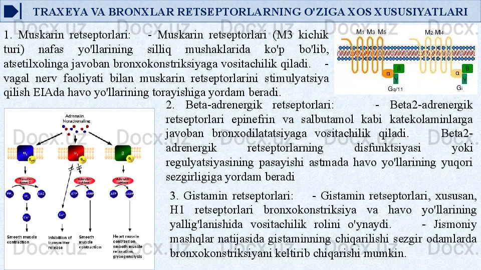         TRAXEYA VA BRONXLAR RETSEPTORLARNING O'ZIGA XOS XUSUSIYATLARI
1.  Muskarin  retseptorlari:      -  Muskarin  retseptorlari  (M3  kichik 
turi)  nafas  yo'llarining  silliq  mushaklarida  ko'p  bo'lib, 
atsetilxolinga javoban bronxokonstriksiyaga vositachilik qiladi.    - 
vagal  nerv  faoliyati  bilan  muskarin  retseptorlarini  stimulyatsiya 
qilish EIAda havo yo'llarining torayishiga yordam beradi.
2.  Beta-adrenergik  retseptorlari:        -  Beta2-adrenergik 
retseptorlari  epinefrin  va  salbutamol  kabi  katekolaminlarga 
javoban  bronxodilatatsiyaga  vositachilik  qiladi.        Beta2-
adrenergik  retseptorlarning  disfunktsiyasi  yoki 
regulyatsiyasining  pasayishi  astmada  havo  yo'llarining  yuqori 
sezgirligiga yordam beradi
3.  Gistamin  retseptorlari:        -  Gistamin  retseptorlari,  xususan, 
H1  retseptorlari  bronxokonstriksiya  va  havo  yo'llarining 
yallig'lanishida  vositachilik  rolini  o'ynaydi.        -  Jismoniy 
mashqlar  natijasida  gistaminning  chiqarilishi  sezgir  odamlarda 
bronxokonstriksiyani keltirib chiqarishi mumkin.   